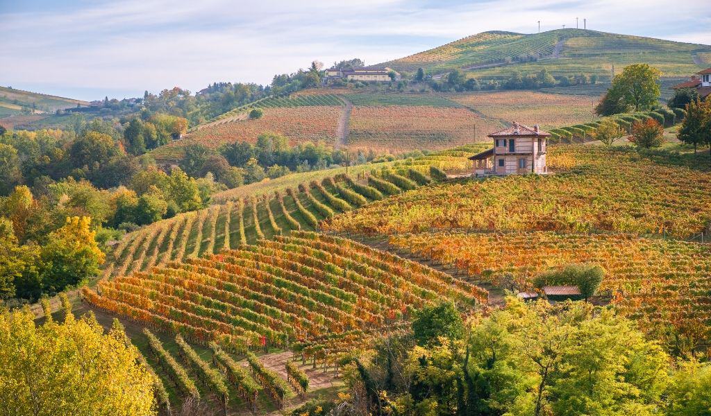 grape harvest italy