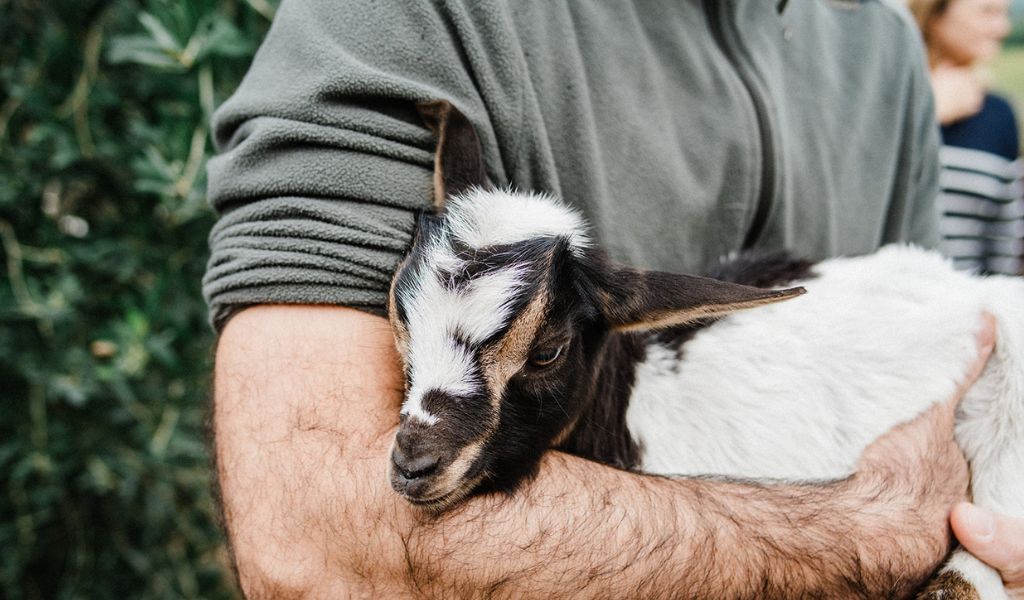 baby goat at a farm in italy