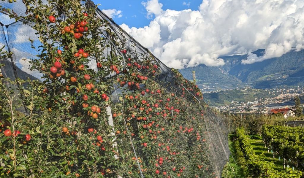 apples and vines in northern italy