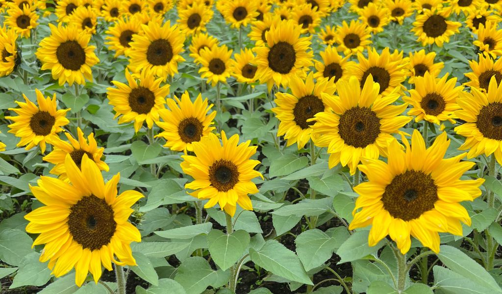 sunflower field in italy