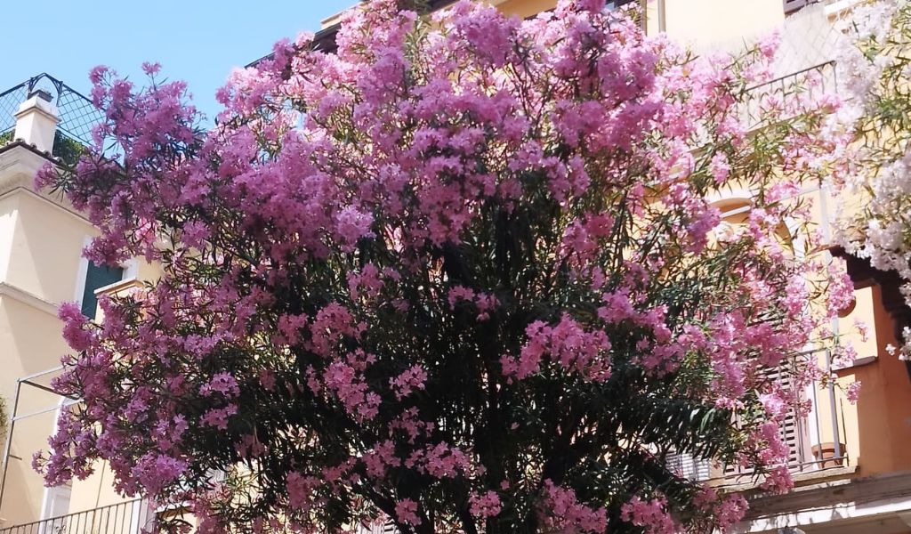 flowers bloom in rome