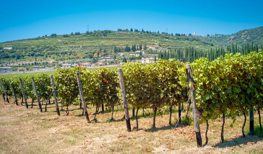 amarone della valpolicella vineyard