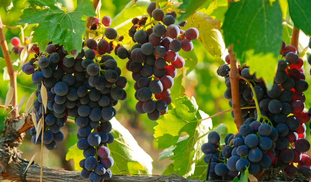 brunello di montalcino grapes in vineyard