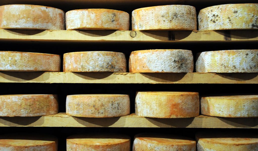 rows of aging fontina cheese from the aosta valley, italy